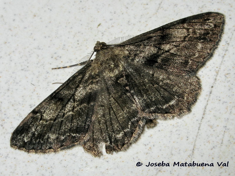 Peribatodes rhomboidaria f. rebeli - Geometridae